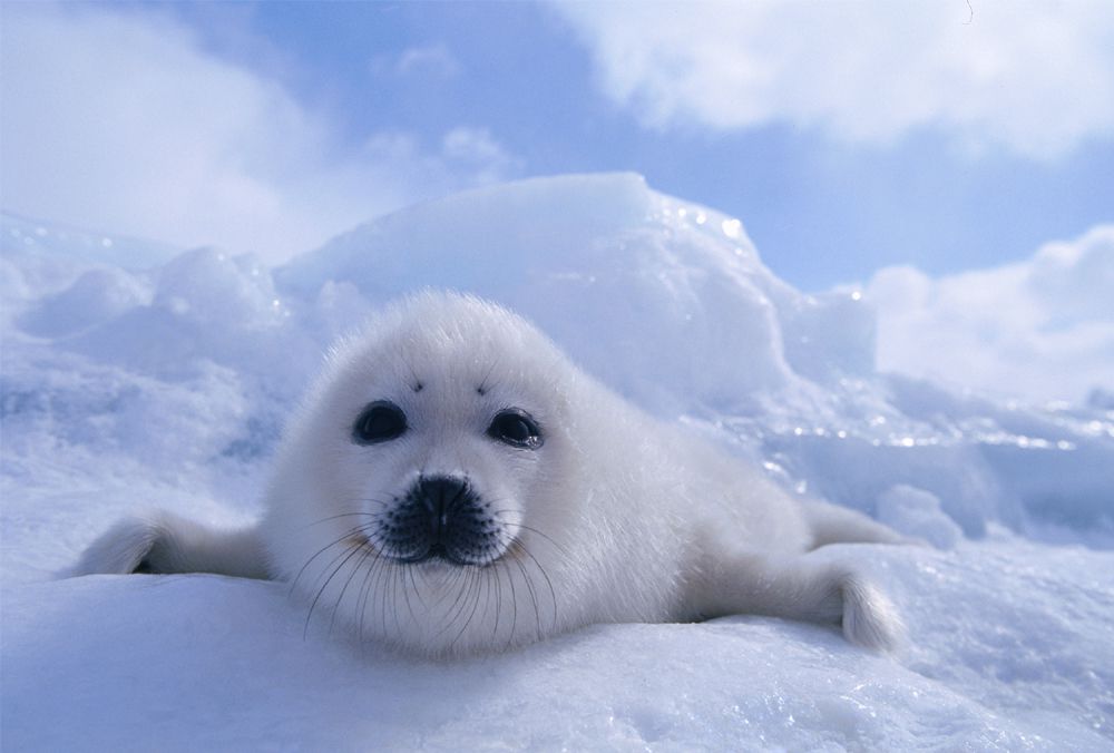 15 березня - Міжнародний день захисту дитинчат тюленів. День захисту бельків (дитинчат тюленів) був встановлений за ініціативою Міжнародного Фонду Захисту Тварин IFAW.