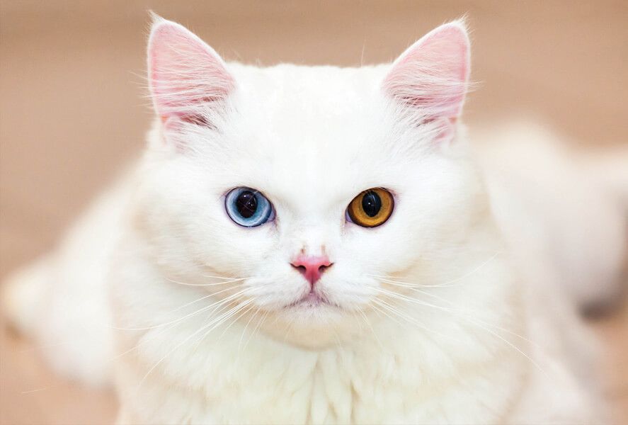 Гетерохромія або чому тварини мають різний колір очей. Буває ж таке: у кішки або собаки очі абсолютно різного кольору!
