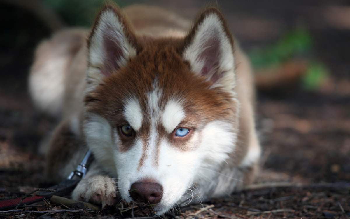Гетерохромія або чому тварини мають різний колір очей. Буває ж таке: у кішки або собаки очі абсолютно різного кольору!