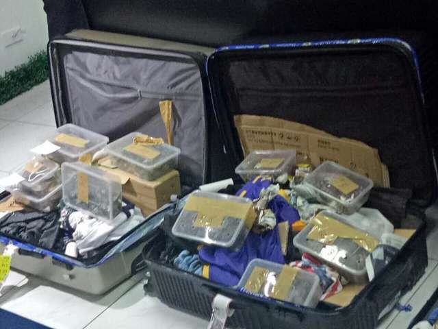 Пасажир кинув в аеропорту 4 валізи! А всередині були заховані 1500 маленьких життів. Чотири валізи, яких хтось кинув в аеропорту Філіппін, були відкриті вчасно — людям вдалося врятувати сотні маленьких життів...