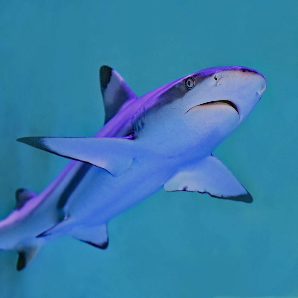 У ПАР акула "поцілувала" дайвера. Океанолог пояснив, що це не було проявом агресії або бажанням вкусити.