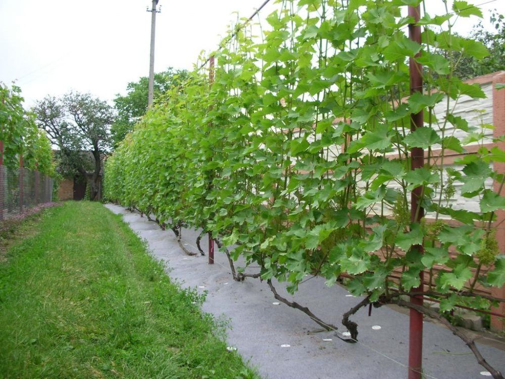 Як правильно садити саджанці винограду навесні