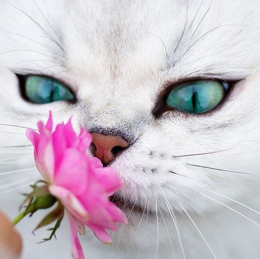 Найкрасивіший кіт у світі - кіт Реджі. Це буквально найбільш красивий кіт у світі.