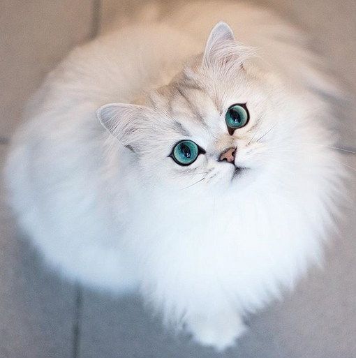 Найкрасивіший кіт у світі - кіт Реджі. Це буквально найбільш красивий кіт у світі.