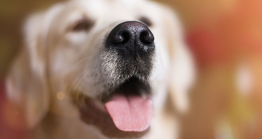 Чи завжди у здорового собаки ніс повинен бути вологим і холодним?. Давайте дізнаємося у чому ж полягає секрет цієї особливості організму тварини.