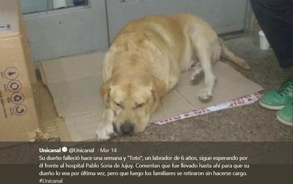 Вірний друг – собака оселилася біля лікарні, очікуючи померлого господаря. Собака більше тижня живе біля входу в лікарню.