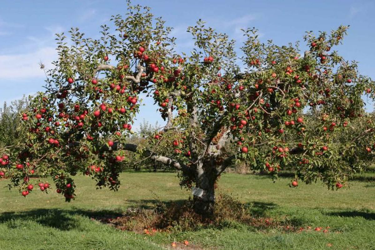 Як самостійно виростити яблуню з насіння в домашніх умовах?. Давайте розберемося з деякими методиками вирощування цього плодового дерева.