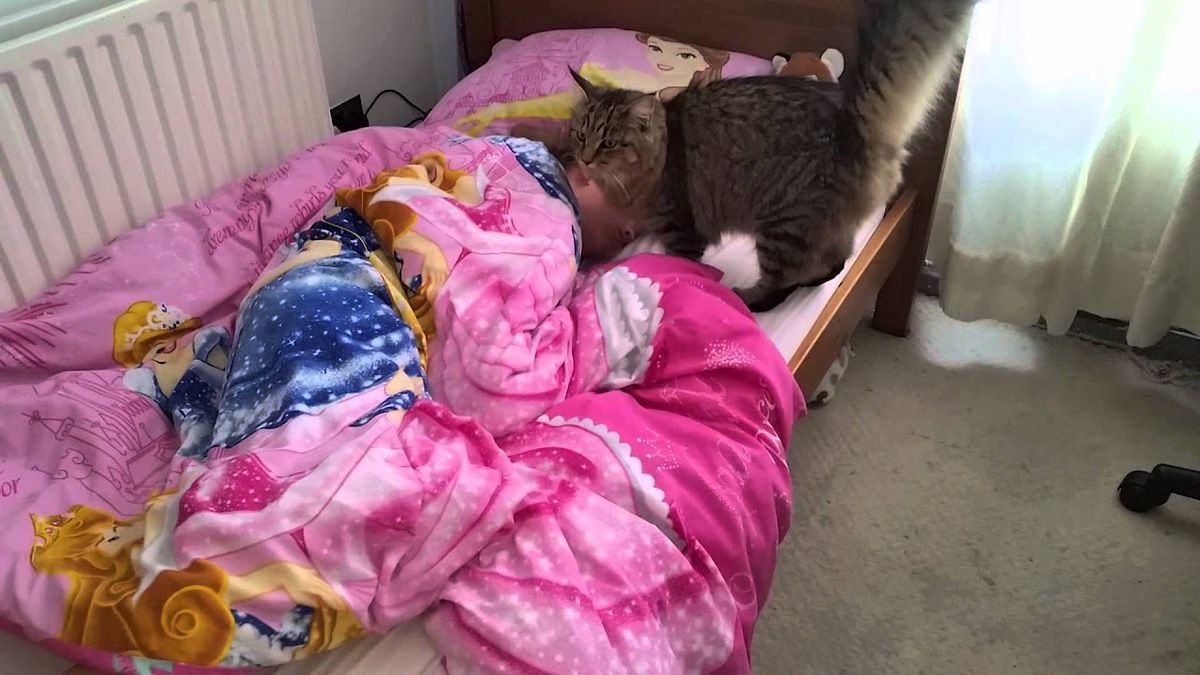 Кішка-будильник неймовірно мило будить дитину. Жінка попросила кішку Катю розбудити свою дочку Віку. Реакція кішки? Суцільне розчулення!
