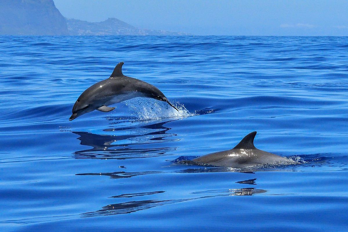 Через рибальські сітки у Криму масово гинуть дельфіни. Біля берегів окупованій Євпаторії через кожні 30-200 метрів фахівці знаходили туші дельфінів.