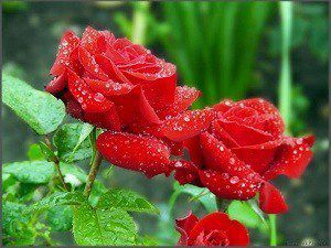 Обрізка троянд: види, час та основні правила. Правила весняної, літньої та осінньої обрізки троянд.