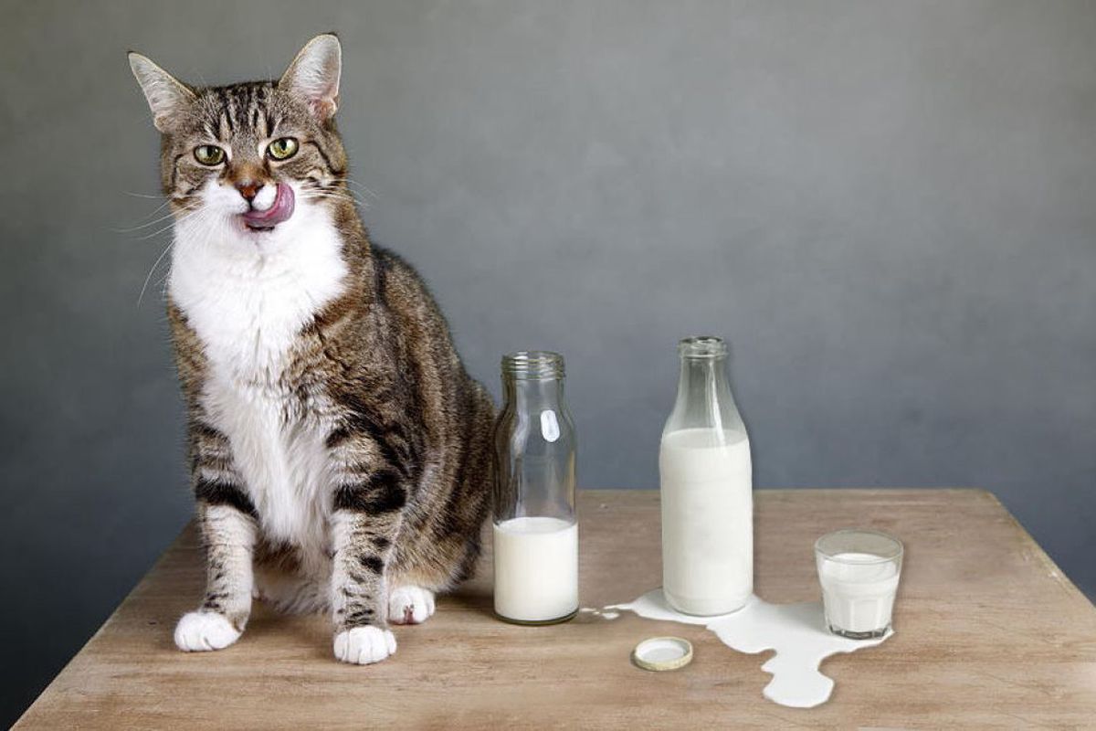 Чому молоко для кішки є улюбленим напоєм?. Чому саме кішки залишаються прив'язаними до молока і можуть споживати його протягом усього життя.