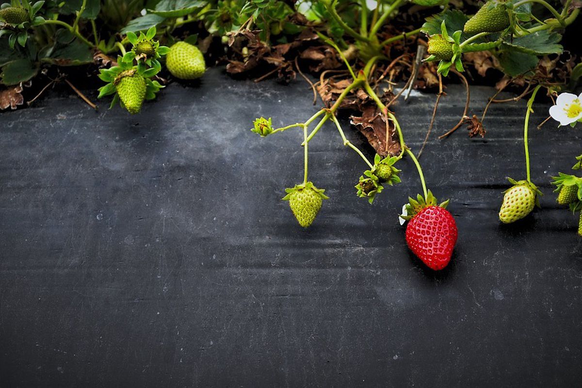 Поради городникам: як і коли садити полуницю. Дізнайтеся, як правильно навесні висаджувати полуницю на своїй дачній ділянці.