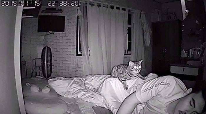 Хлопець вирішив більше дізнатися про нічне життя свого кота і встановив приховану камеру. Він встановив у спальні приховану камеру і дізнався, як кіт поводиться з ним ночами.