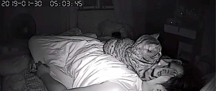 Хлопець вирішив більше дізнатися про нічне життя свого кота і встановив приховану камеру. Він встановив у спальні приховану камеру і дізнався, як кіт поводиться з ним ночами.