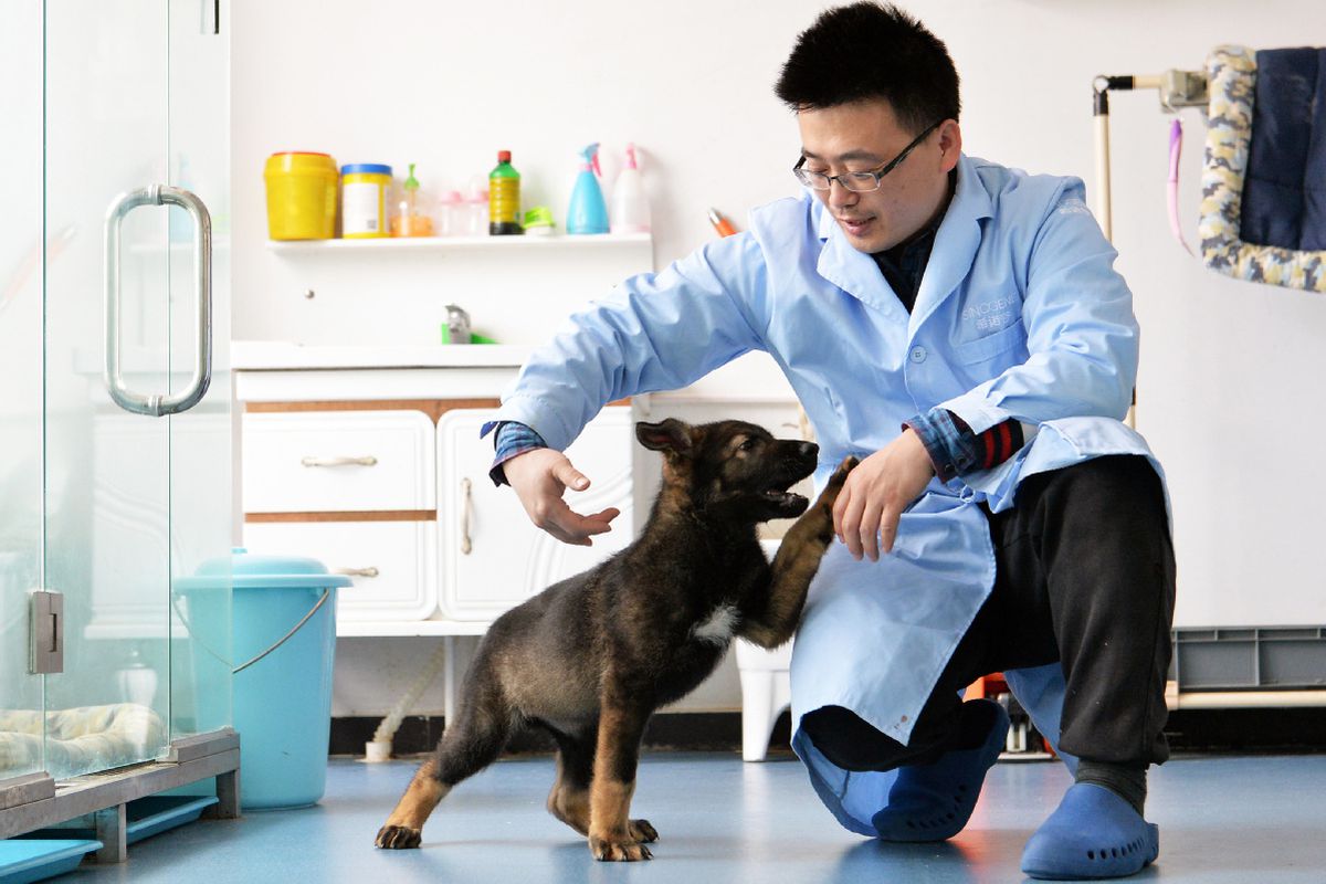 У Китаї клонуватимуть поліцейських собак. Через дорогий і довгий процес навчання поліцейських собак китайські вчені вирішили клонувати найкращих тварин.