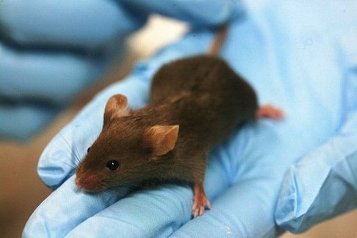 Вчені вилікувати щурів-алкоголіків лазером. Вимкнення невеликій популяції нейронів мигдалини призвело до зникнення симптомів відмови від спиртного у щурів.