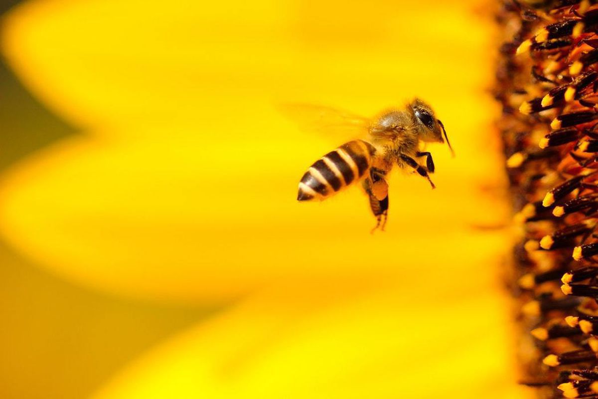 Цікаві факти про бджолині родини. У житті людини ці комахи займають особливе місце.