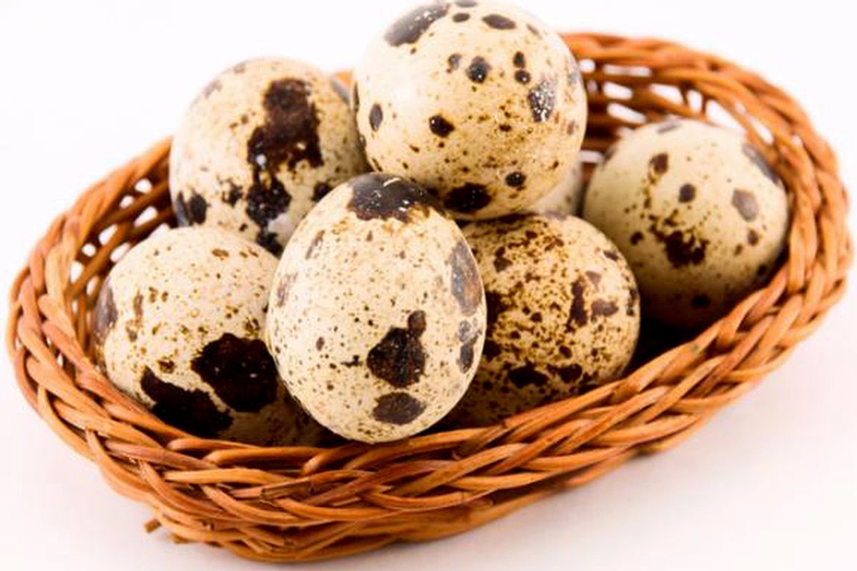 перепелині яйця: користь і шкода