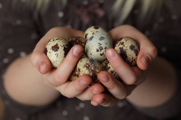 Перепелині яйця: користь і шкода. У чому користь і шкода перепелиних яєць? І скільки їх можна вживати на день?