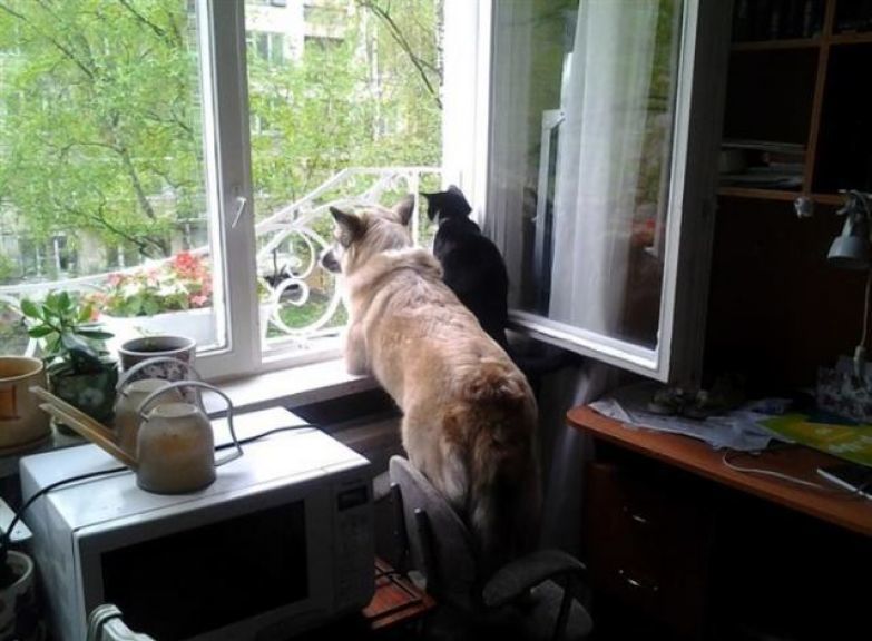 Пухнасті очікувачі: добірка котиків, які чекають на своїх господарів після роботи. Які ж вони милі!