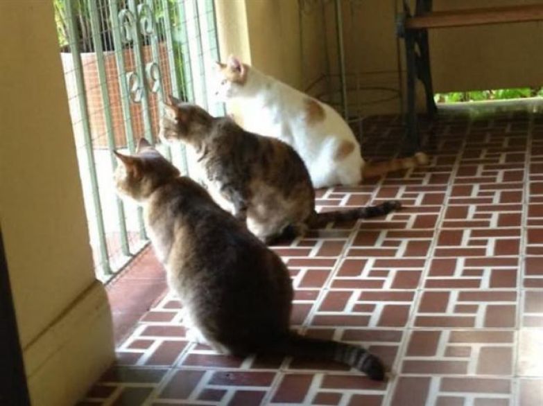 Пухнасті очікувачі: добірка котиків, які чекають на своїх господарів після роботи. Які ж вони милі!