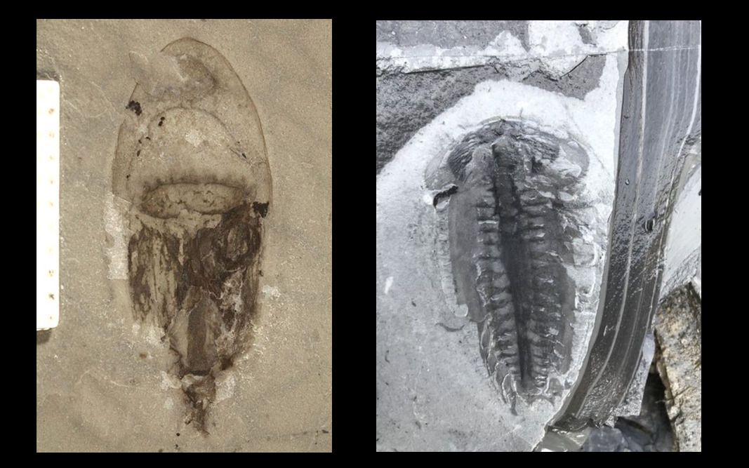 Вчені у Китаї знайшли тисячі невідомих науці скам'янілостей тварин. Вони жили близько 500 мільйонів років тому.