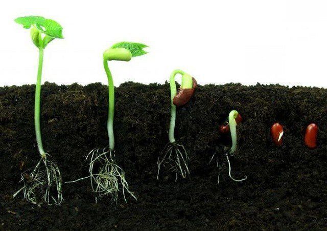 Як покращити проростанність насіння: ефективні поради та рекомендації
