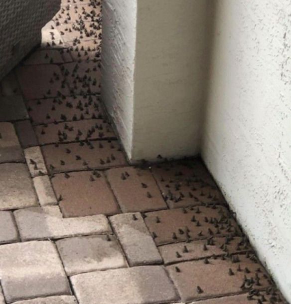 Курортне місто у Флориді атакували отруйні жаби. Жаби буквально всюди, не можна ступити і кроку, щоб не наткнутися на них.
