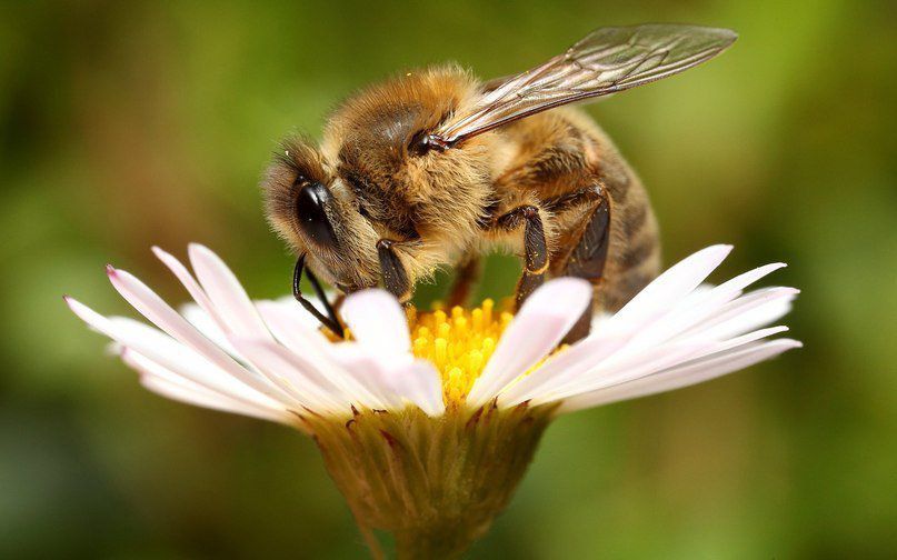 Як відбувається процес заготівлі меду бджолами?. Бджоли заготовляють мед для себе, але у людини теж є сильне бажання поласувати медом.