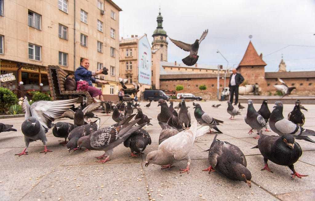 Чому міські голуби ходять і бігають, але практично не сидять на гілках?. Орнітологи з легкістю дадуть відповідь на дане питання.