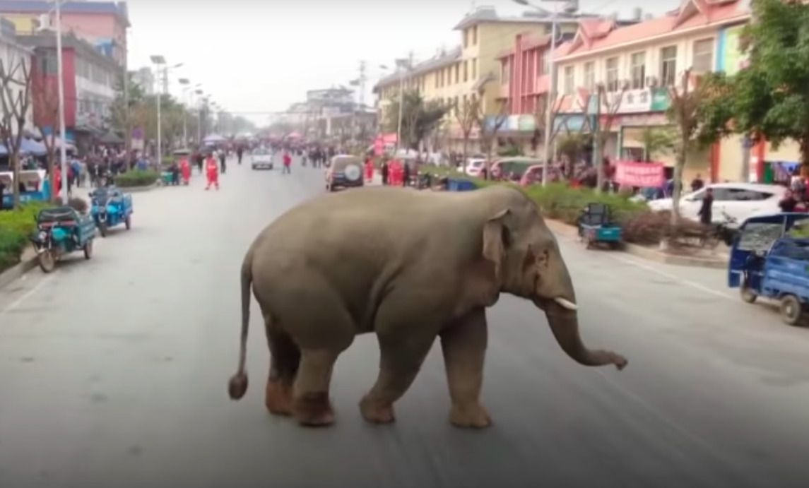 В гості до китайського містечка Менга зайшов слон: відео. На думку зоологів, він вигнаний із стада більш сильним самцем.
