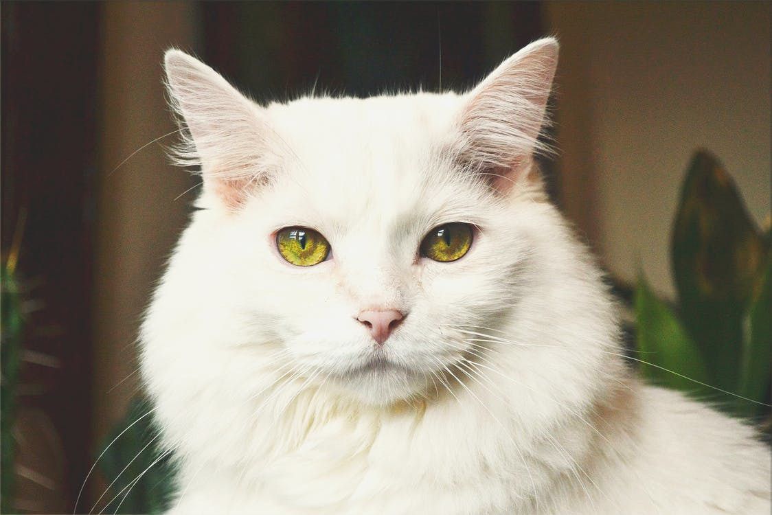 Прикмети про кішок: все про білих, чорних і рудих. Коти - унікальні створіння, які в давнину асоціювалися з магією, чаклунством і божествами.