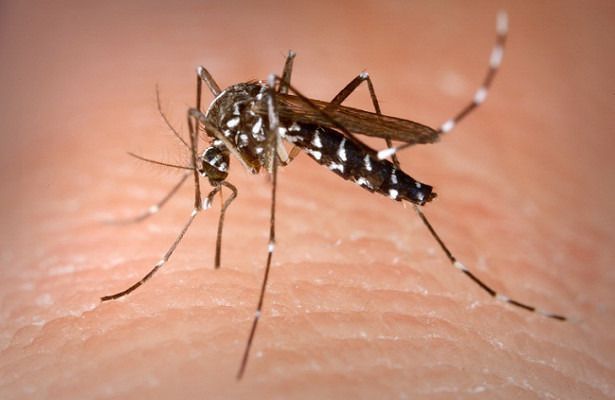 Вчені виявили, що комарі можуть розпізнавати запах людини. Характерним маркером в організмі людини, який приваблює комах може виступати молочна кислота.