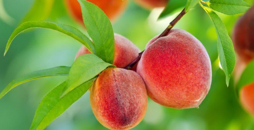 Как самостоятельно вырастить персик из косточки