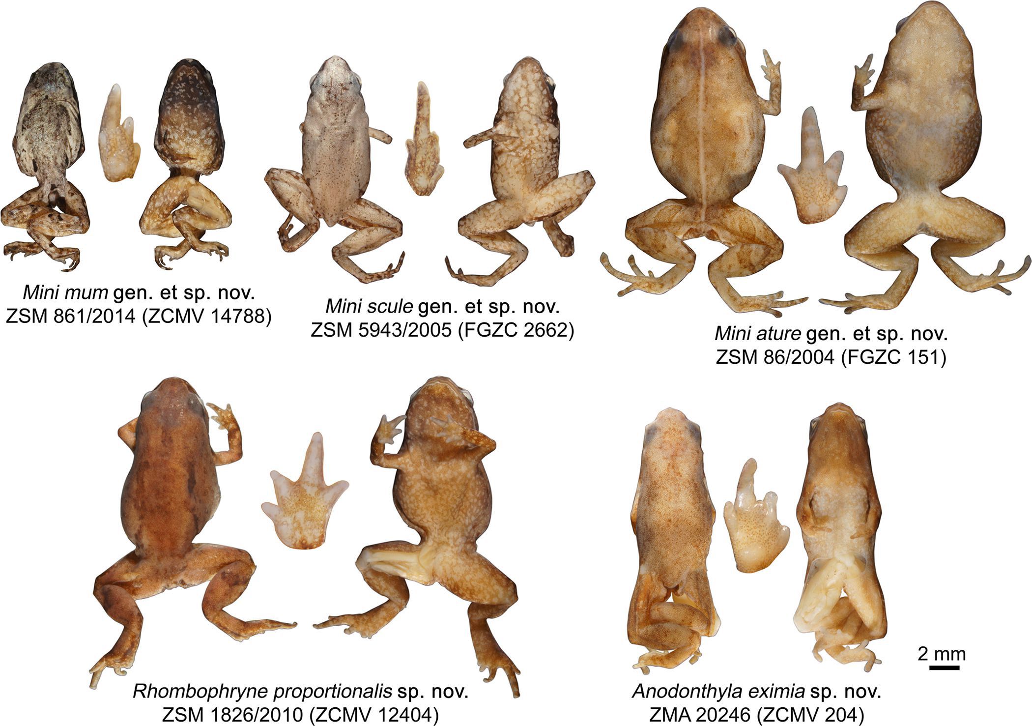 На Мадагаскарі знайшли жаб розміром з людський ніготь. Рід трьох з цих видів вчені назвали Mini.