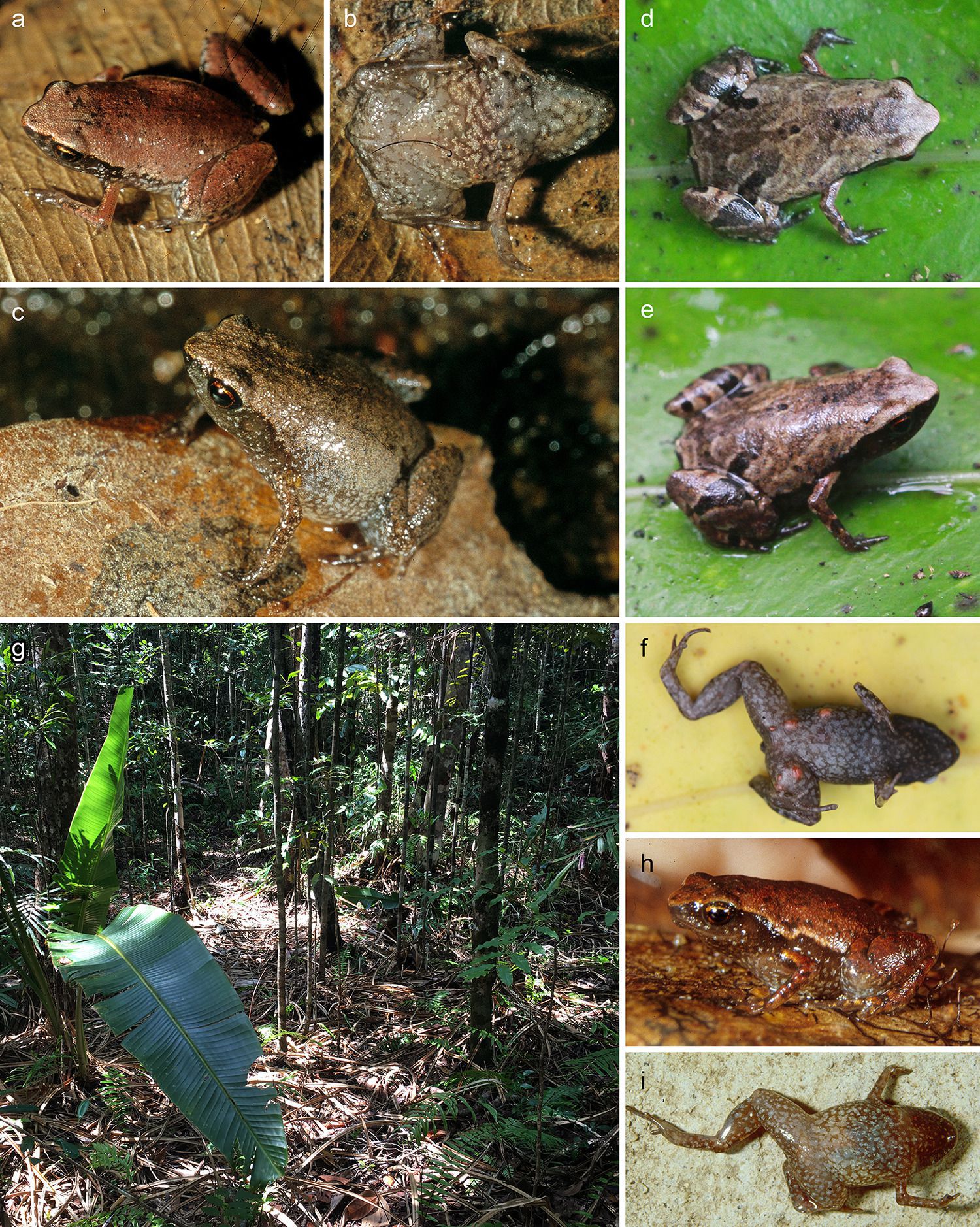 На Мадагаскарі знайшли жаб розміром з людський ніготь. Рід трьох з цих видів вчені назвали Mini.