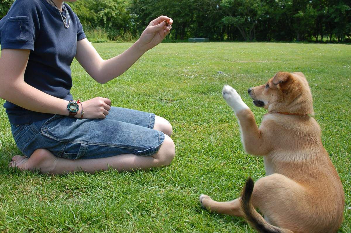 Декілька порад стосовно фізичної підготовки собак. Якщо правильно тренувати собаку, щоб цей процес буде корисним для тварини і приємним для господаря.