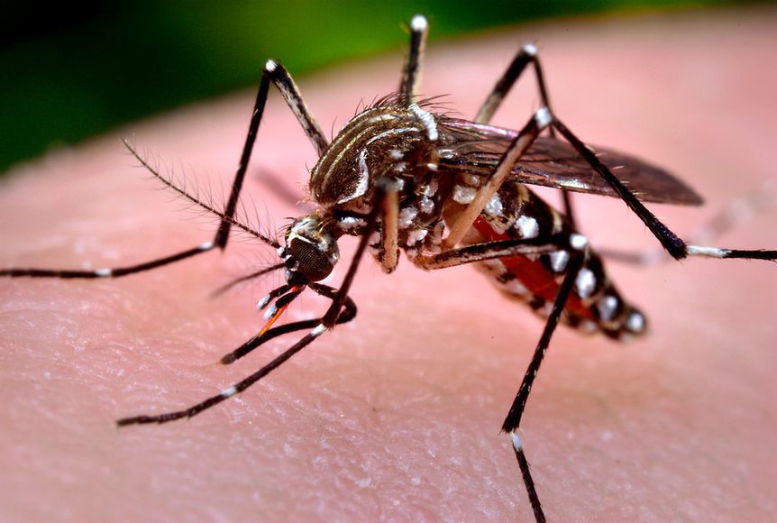 Вчені знайшли новий спосіб захисту від комарів. Це дослідження відкриває шлях до створення нових високоефективних репелентів.
