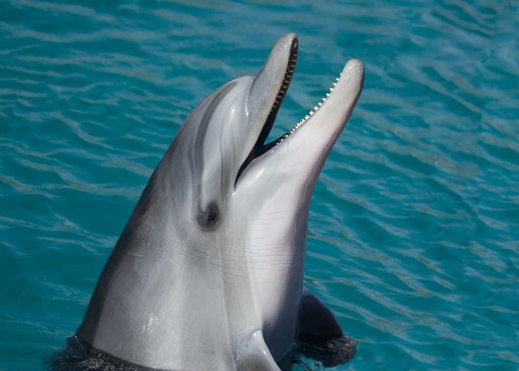 Спека знизила народжуваність у австралійських дельфінів. Зміна клімату може нашкодити морським ссавцям.