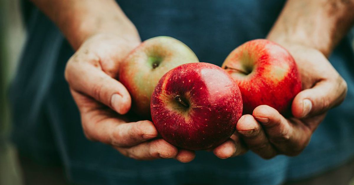 цікаві факти про яблука, які ви точно не знали