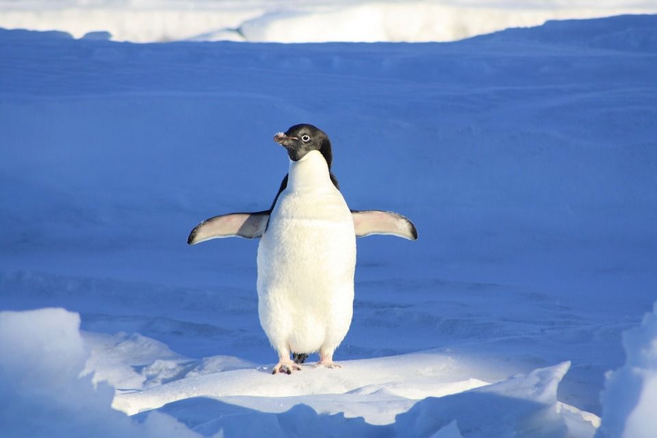 Завдяки чому лапи у пінгвіна ніколи не мерзнуть?. Пінгвіни можуть стояти на холодних поверхнях годинами, при цьому ніякого дискомфорту від того, що відбувається, вони не демонструють.