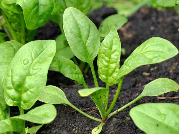 Вирощування шпинату: коли сіяти і як поливати. Його можна висівати на окремих грядках або використовувати як попередник теплолюбних культур.