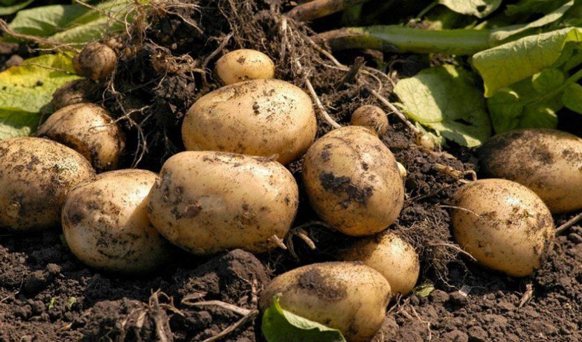 Декілька способів, які швидко допоможуть розмножити сортову посадкову картоплю по максимуму. Щоб отримати хороший урожай картоплі, недостатньо лише дотримуватися правильної агротехніки.