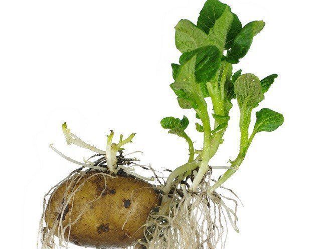 Декілька способів, які швидко допоможуть розмножити сортову посадкову картоплю по максимуму. Щоб отримати хороший урожай картоплі, недостатньо лише дотримуватися правильної агротехніки.