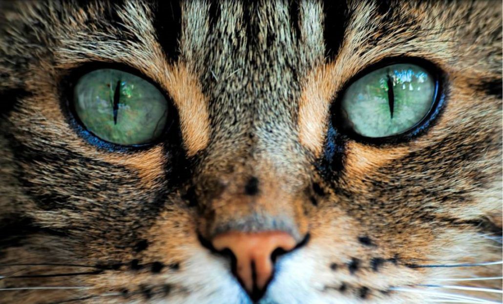 Чому не варто довго дивитися кішці в очі: прикмети та повір'я. Екстрасенси і біоенергетики стверджують, що очі кішки таять небезпеку.