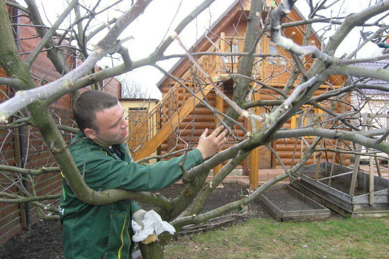 Як правильно відновити частково надламані гілки дерев?. Догляд за деревами і своєчасне їх лікування, відновлення пошкоджених частин забезпечать збереження саду.