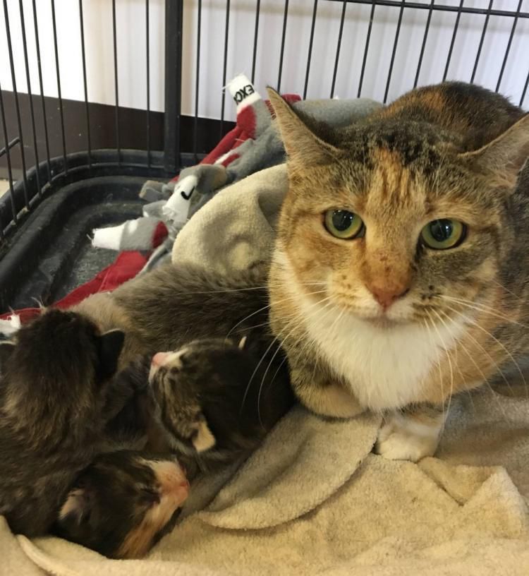 Поліцейський три дні шукав новонароджене кошеня, щоб врятувати його. Ергант з дружиною приєдналися до програми допомоги бродячим тваринам, конкретно - кішкам.