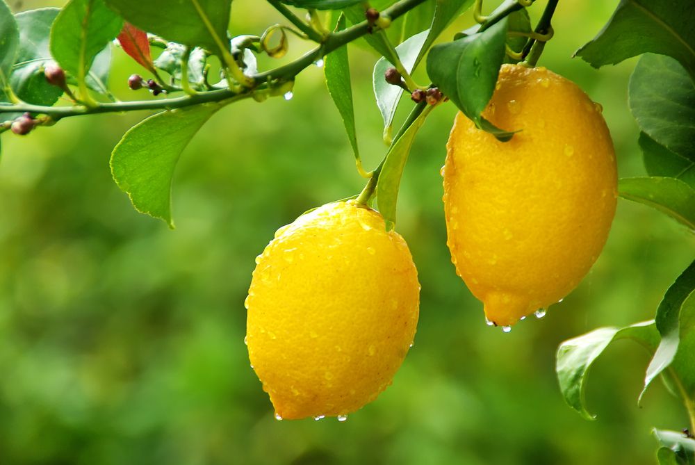Поради для успішного прищеплення лимону. Щоб збільшити шанси на успіх, вам потрібно правильно вибрати підщепу.
