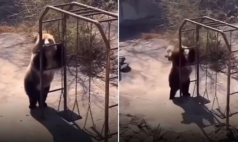 Ведмедиця одного з китайських зоопарків стала інтернет-зіркою: відео. Сонячна погода викликала у тварини танцювальний настрій.