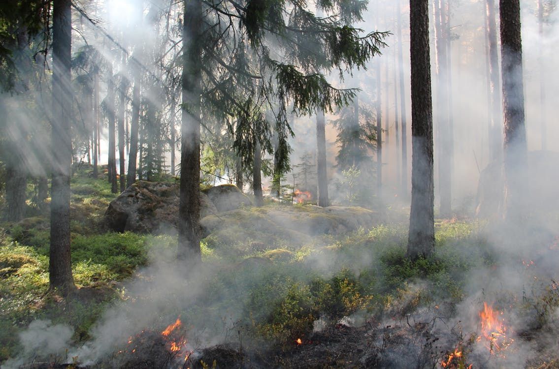 Рятувальники назвали області-лідери за кількістю пожеж. Численні пожежі на днях були зафіксовані у Хмельницькій, Чернівецькій, Полтавській, Київській, Дніпропетровській областях.